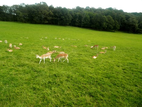 One pack of antelopes in a green meadow.

Picture taken on August 3, 2012.