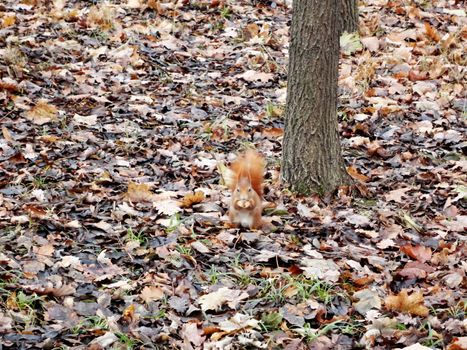 A squirrel in the woods.

Picture taken on December 22, 2011.