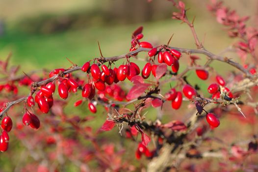 Berberis thunbergii