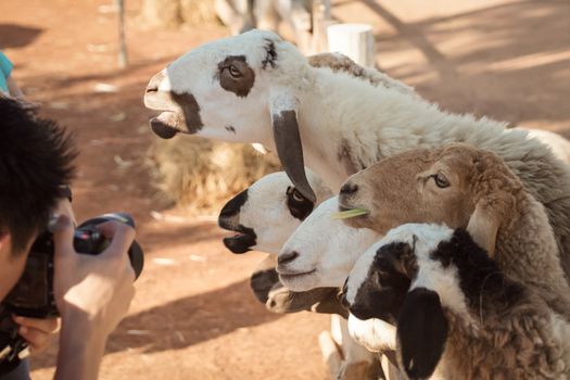 sheep, looking and smiling with photographer