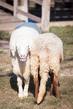 sheep looking and smiling and back of sheep