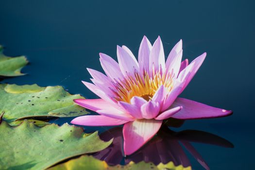 lotus flower background