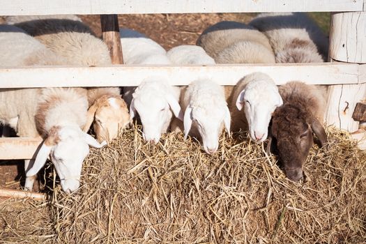 sheep head and straw