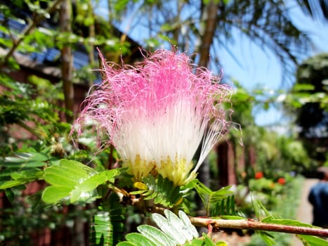 Close-up of a white-pink flower.

Picture taken on July 25, 2011.