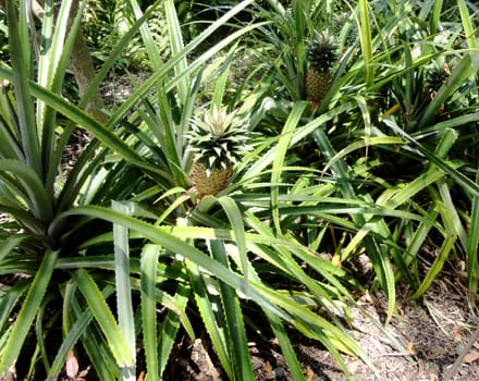 Pineapple trees with pre-mature pineapples on them, in Tenerife Island, Canary Islands, Spain.

Picture taken on July 25, 2011.