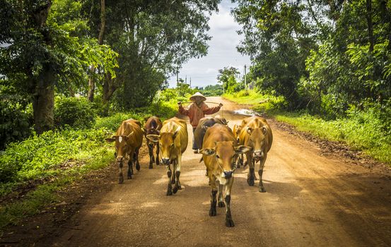 Buon Me Thuot, Vietnam - July 25th, 2014: At afternoon, this man and his cows were walking in the road, at Eaphe village, at Buon Me Thuot