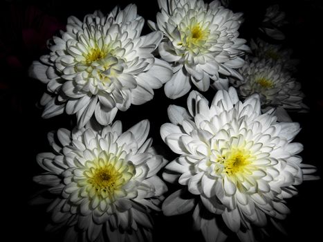 Close up view of five white flowers on a black background.

Picture taken on October 20, 2014.