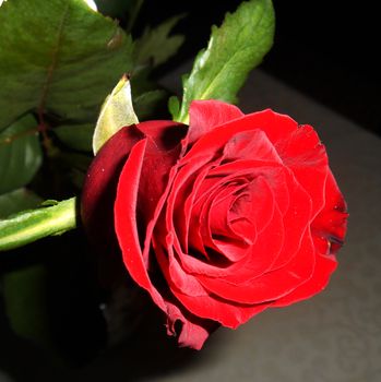 Close up of a red rose.

Picture taken on October 20, 2014.