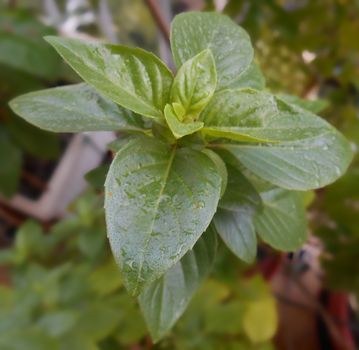 Close up of basil leaves after the rain, with blurred background.

Picture taken on October 23, 2014.