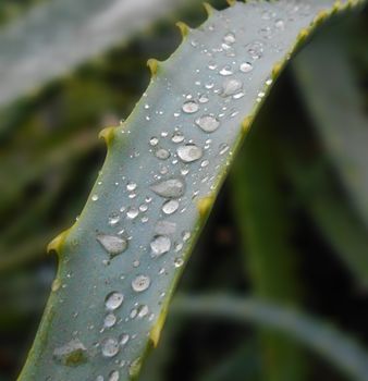 An extreme close up view of an aloe vera leaf with rain drops, on a blurred background. 

Picture taken on October 23, 2014.