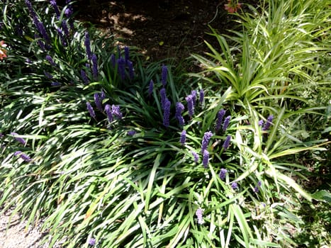 Lovely Lavender leaves.

Picture taken on July 25, 2011