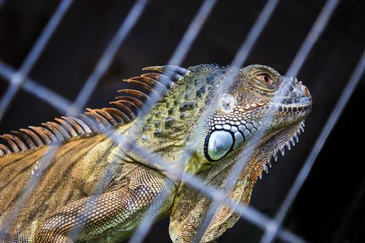 In the cage, Iguana desire freedom, return to natural
