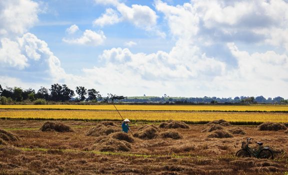 Vung Tau, Vietnam - March 29th, 2014: At the afternoon, this woman was harvesting in his field rice, in Ba Ria, Vung Tau, Vietnam