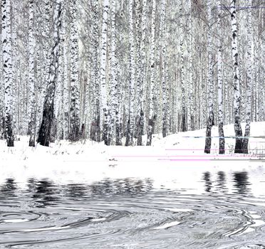 Birch forest in winter