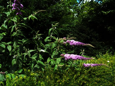 A close-up of purple flowers.

Picture taken on July 29, 2012