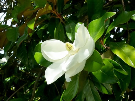 Close-up of a nice white flower in nature.

Picture taken on June 30, 2014.