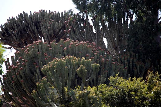 Euphorbia Trees (Euphorbia abyssinica) in Ethiopia.