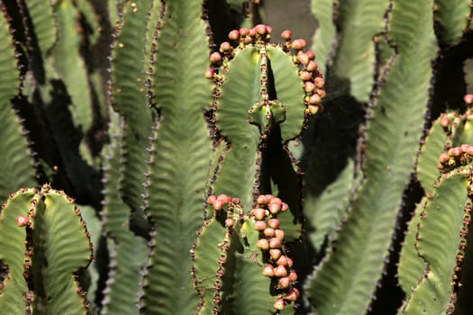 Euphorbia Tree (Euphorbia abyssinica) in Ethiopia.