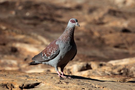 A Speckled Pigeon (Columba guinea) in Ethiopia.