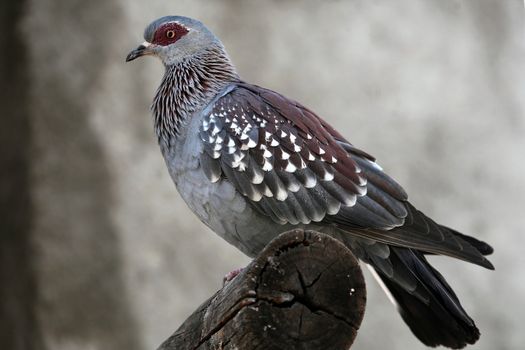 A Speckled Pigeon (Columba guinea) in Ethiopia.