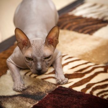 The thoroughbred naked cat a sphinx lies on a carpet