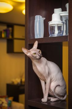 The thoroughbred naked cat a sphinx sits on the shelf in a case