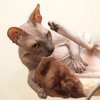 The thoroughbred naked cat a sphinx lies on the place