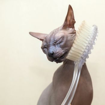 The thoroughbred naked cat a sphinx rubs a muzzle about a brush