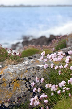 coastal pink wildflowers on the wild atlantic way in county Kerry Ireland