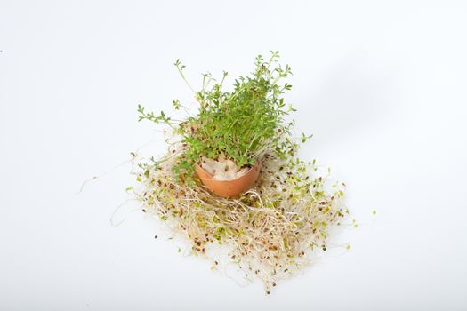 Fresh Alfalfa Sprouts and Spring Easter Egg