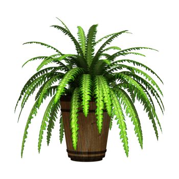 3D digital render of a green boston fern in a flower pot isolated on white background