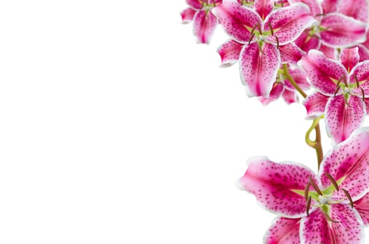 pink lily flowers  over white for background