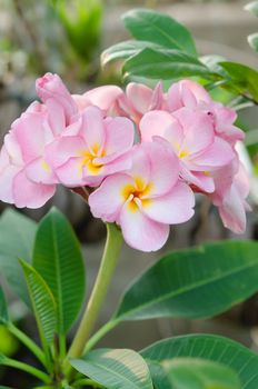 Bunch of pink Frangipani, Frangipanni,  or plumeria tropical flowers