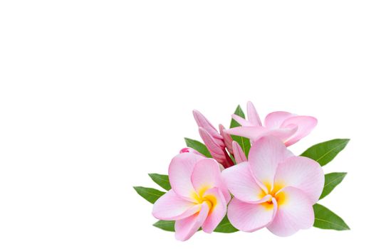 Frangipani, Pumeria, Frangipanni, isolated on white background