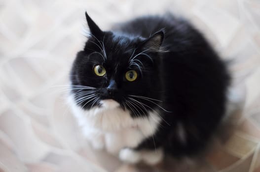 The black-and-white fluffy cat with white moustaches looks in a shot