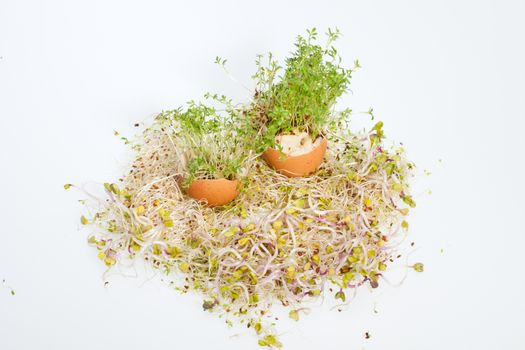 Fresh Alfalfa Sprouts and Spring Easter Egg