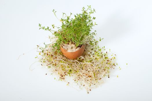 


Fresh Alfalfa Sprouts and Spring Easter Egg