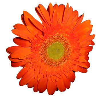 Isolated close up view of a orange daisy.

Picture taken on October 20, 2014.