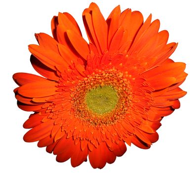 Isolated close up view of a orange daisy.

Picture taken on October 20, 2014.