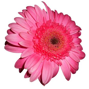 Isolated close up view of a pink daisy.

Picture taken on October 20, 2014.