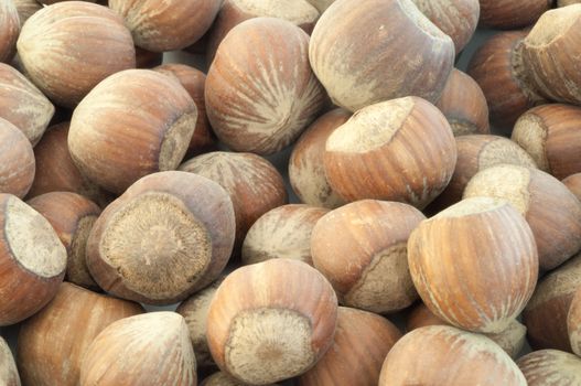 beautiful macro background of harvest of hazelnuts