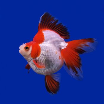 beautiful goldfish in the aquarium