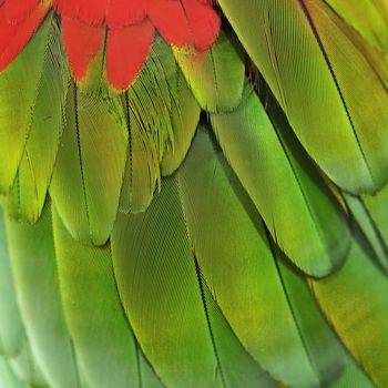 closeup of the beautiful macaw parrot feather   