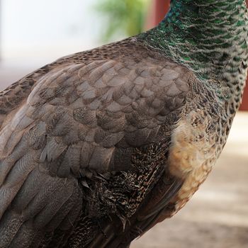 closeup of beautiful peacock or peafowl feather
