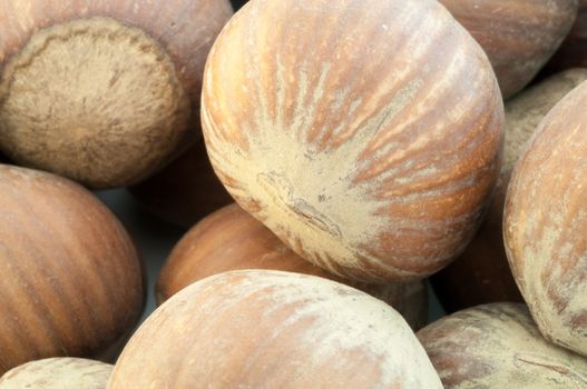 beautiful macro background of harvest of hazelnuts