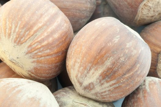 beautiful macro background of harvest of hazelnuts