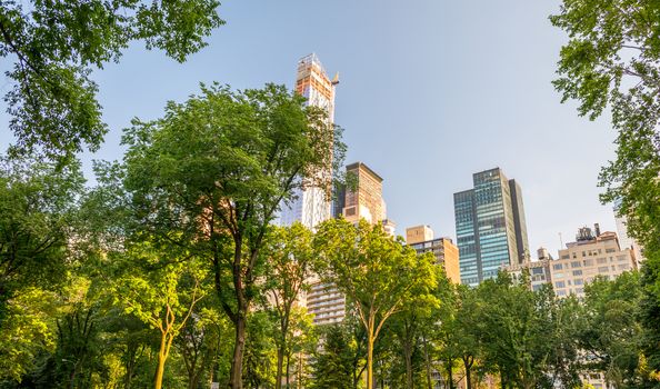 Vegetation of Central Park in Manhattan, New York City.