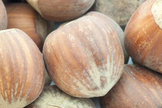 beautiful macro background of harvest of hazelnuts