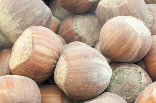 beautiful macro background of harvest of hazelnuts