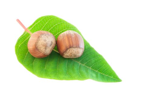 beautiful macro of  hazelnuts wiht green leaf isolated in studio